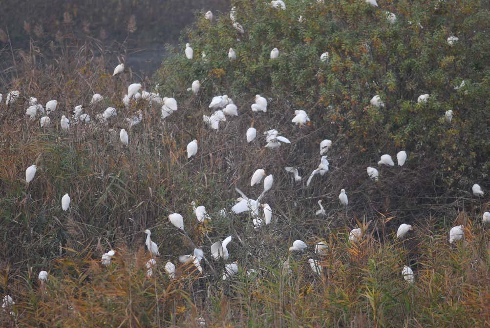 Larus ridibundus Gabbiano comune 22936 7051 Chlidonias niger Mignattino 1 - Rapaci Circus aeruginosus Falco di Palude 32 11 Circus cyaneus Albanella reale 22 - Aquila clanga Aquila anatraia maggiore