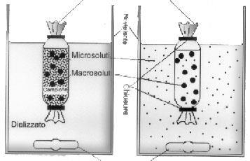 La dialisi è una tecnica che permette di separare diverse molecole in funzione della loro dimensione ed è un processo diffusivo guidato dalla differenza di concentrazione tra