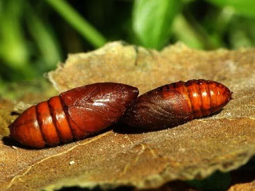 volo anche per parecchi chilometri alla ricerca delle essenze preferite.