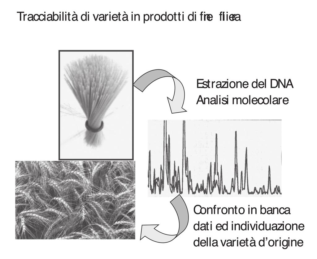 6 Valeria Terzi et al. Fig. 4 La tracciabilità molecolare può essere applicata alla certificazione di autenticità di pasta monovarietale (Terzi et al.