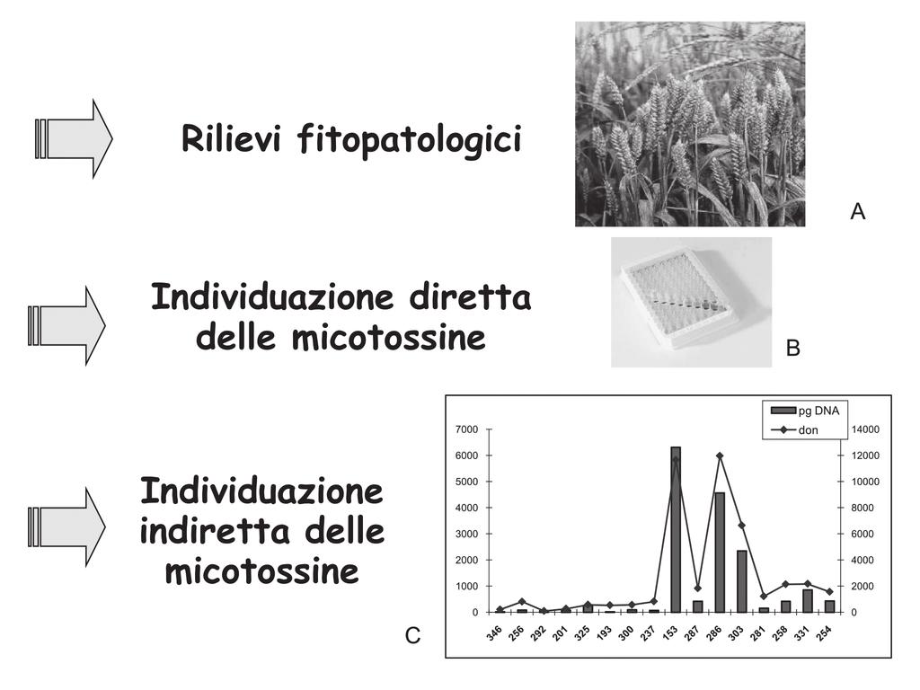 Sulle tracce dei geni per qualificare la filiera pasta 7 crorganismi pericolosi per la salute dell uomo e degli animali ai diversi livelli della filiera di produzione, partendo dai possibili