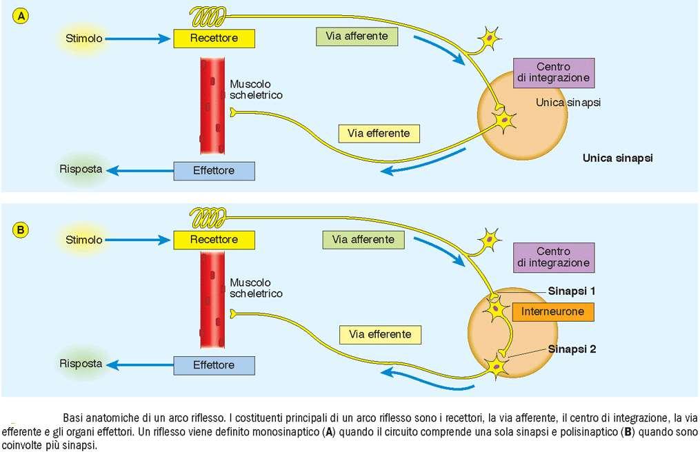 riflessi spinali muscoli sinergici e antagonisti circuiti intraspinali attivati da afferenze