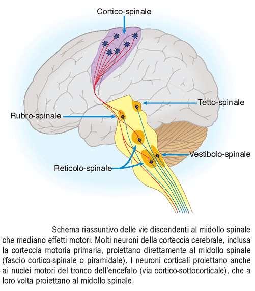 vie discendenti dalla corteccia cerebrale: via cortico-sottocorticale consente