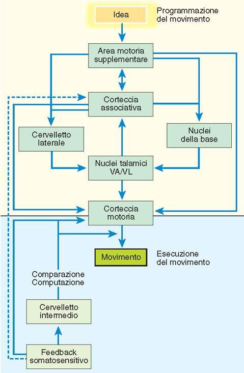 movimento volontario motivazione