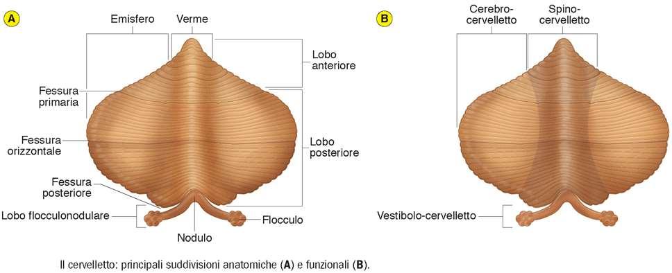 cervelletto contiene l 80-85% di tutti i neuroni umani (granuli cerebellari) la mancanza di cervelletto è compatibile con la vita lesioni cerebellari comportano perdita di precisione dei movimenti