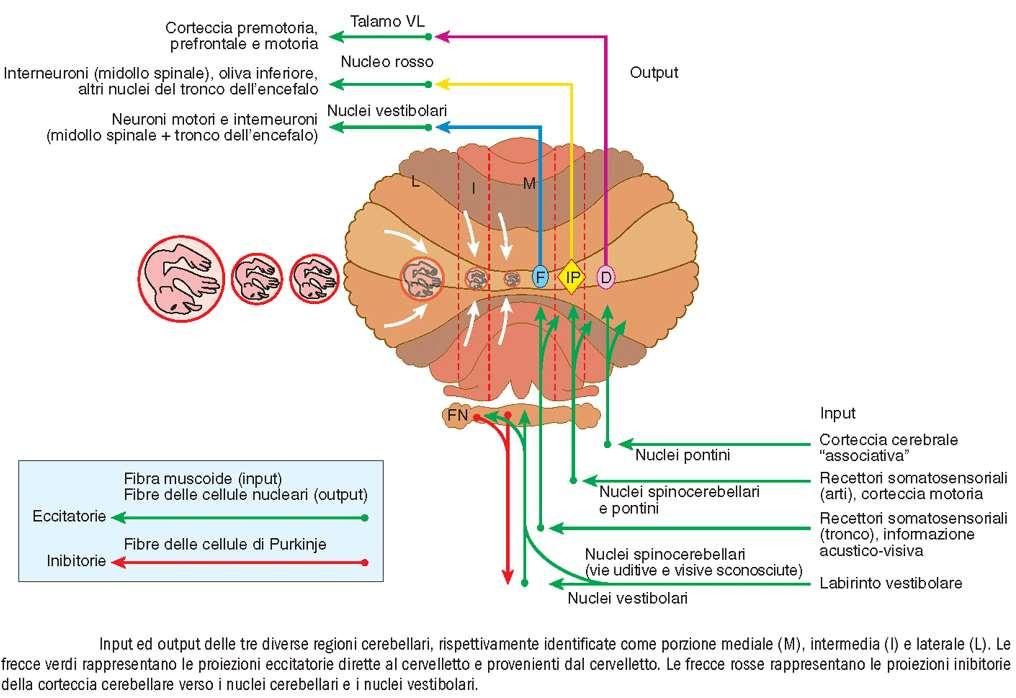 i nuclei cerebellari sono il nucleo del fastigio, il nucleo interposto (nell uomo globoso ed emboliforme) ed il nucleo dentato tutte le fibre che