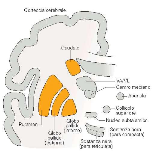 gangli della base nucleo caudato + putamen (corpo