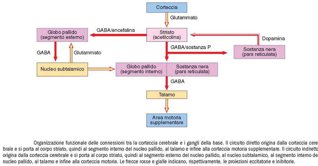 le vie efferenti dai gangli della base originano principalmente dal globo pallido e sostanza