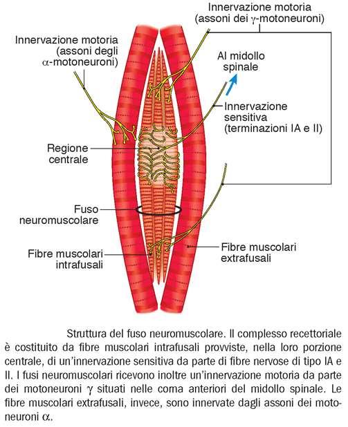 recettori muscolari: fuso neuromuscolare debole