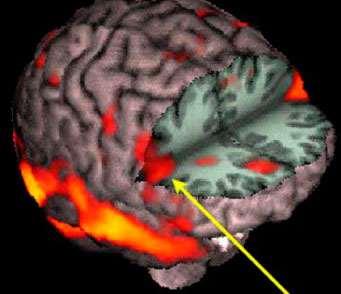 I NEURONI SPECCHIO Queste cellule sono localizzati nella corteccia prefrontale, nelle aree