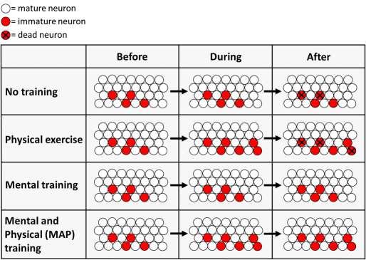 ..a combination of exercise and environmental enrichment resulted in a