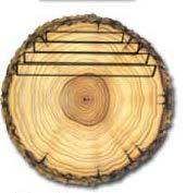 Dal tronco si ricavano normalmente i semilavorati per tutti gli utilizzi in falegnameria.