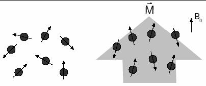 Figura 3 :Orientamento dei nuclei: a sinistra in assenza di campo magnetico; a destra il campo magnetico B0 induce una magnetizzazione netta M A parità di B0, materiali con differenti valori di γ