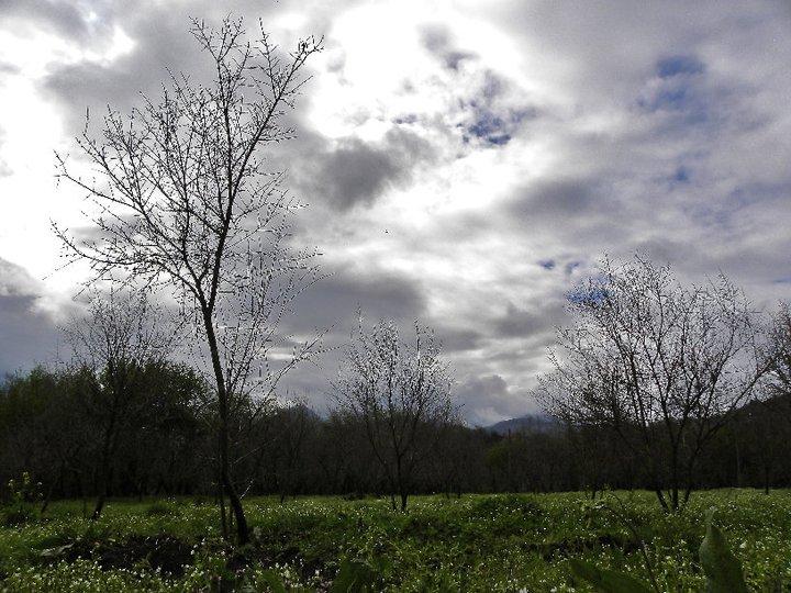 Alberi di melograno Numerosi furono gli studi per trovare la tipologia di pianta più adatta al suo progetto: Produrre succo di melograno 100%.