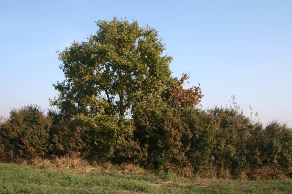 una formazione lineare di vegetazione riparia bistratificata (strato arboreo + strato arbustivo) a predominanza di robinia (Robinia