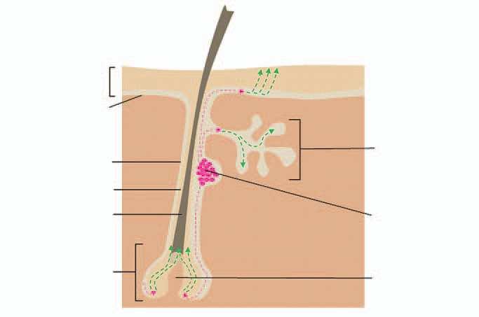 Epidermal layer Basal layer Outer root sheath Inner root sheath Hair shaft Sebaceous gland Hair bulge stem cells The hair bulge contains multipotent stem cells that Hair follicle contribute matrix to