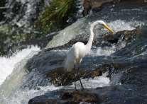 spettacolare è dato dalla Garganta del Diablo (alt. circa 70 metri), una delle 275 cataratas che formano l insieme delle cascate. Il fronte si estende per 2.700 metri.