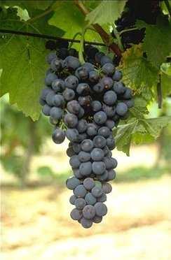 (2006) Genealogy of wine grape