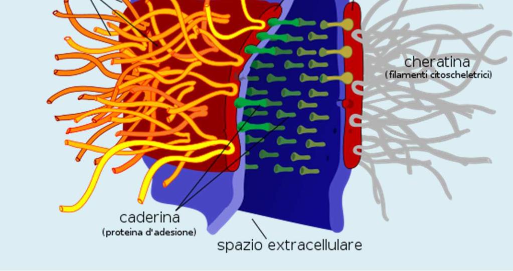 desmosomi