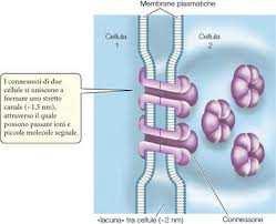 Canale formato dalle proteine di membrana