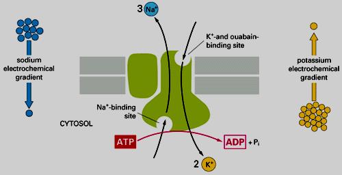 Pompa sodio-potassio Trasporto del Na+ e del
