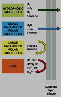 Bilayer lipidico