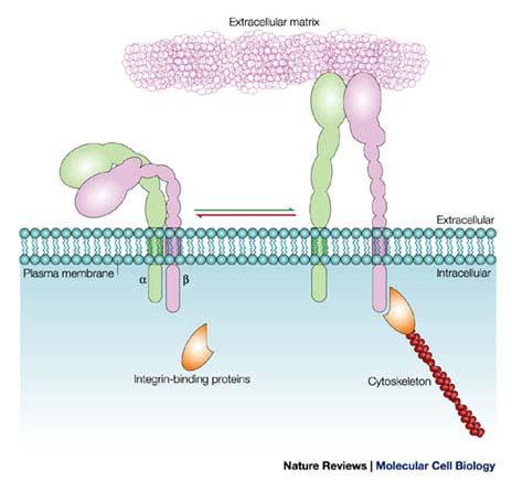 Integrine ATTIVAZIONE Kinbara K, Goldfinger LE, Hansen M, Chou FL, Ginsberg MH. Ras GTPases: integrins' friends or foes? Nat Rev Mol Cell Biol. 2003 Oct;4(10):767 76.