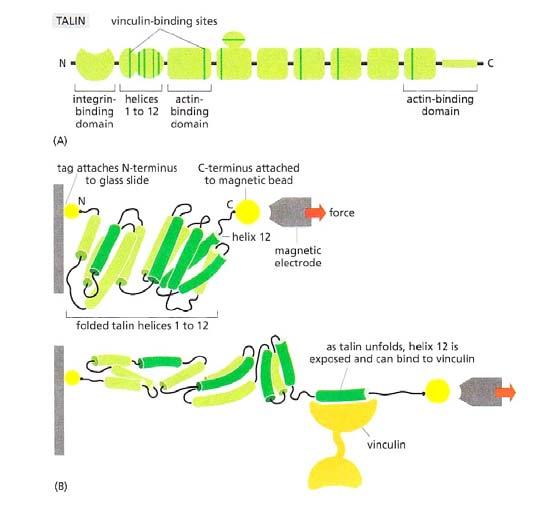 Talin (blue) is an important scaffolding protein that binds the contractile cytoskeleton to the extra cellular matrix via integrins.