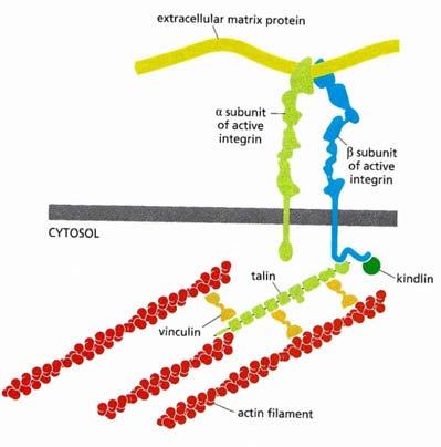 Integrine 4 La porzione intracellulare di un dimero di integrina può legarsi ad un complesso di diverse proteine, che complessivamente formano un ponte con il citoscheletro.