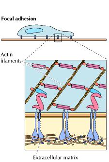 Integrine 5 In molti casi una proteina di grandi dimensioni, la talina, è componente di questo sistema di ponte, ma sono coinvolte anche numerose altre