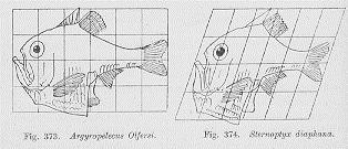 Fig. 1 - D Arcy Thompson (1917): trasformazione di Argylopelecus olfersi in Sternoptyx diaphana. Si sono così andate sviluppando due esperienze diverse tra loro e rimaste autonome.