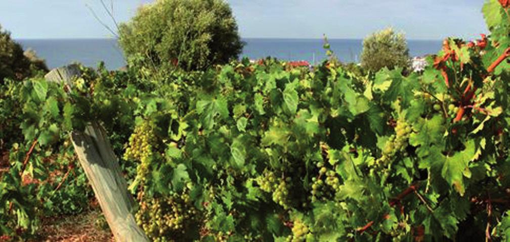 La Malvasia di Sitges, 700 anni di sopravvivenza Testo e foto di Giuliana Del Latte Il triangolo indissolubile vitigno-uomo-ambiente è alla base del successo della viticoltura legata al territorio e