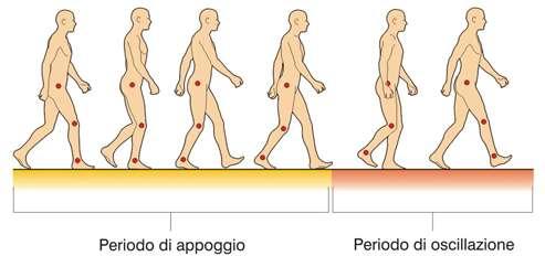 Nel ciclo del passo possiamo riconoscere due fasi (inteso per ogni piede) Fase di