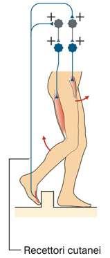 I recettori cutanei del dorso del piede in fase di oscillazione facilitano l accentuazione della flessione dell