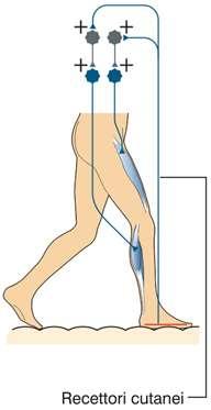 - La stimolazione di recettori cutanei della pianta del piede come può avvenire poggiando il piede su un asperità, produce un aumento del tono estensorio dell