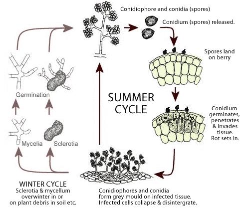 Attività biologia: Botrite ATTIVO SU DIVERSI STADI DEL CICLO BIOLOGICO DI Botrytis inerea Si formano i onidiofori e i onidi (spore) Si liberano i onidi (spore) Le spore si posano sul tessuto vegetale