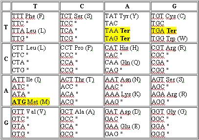 Come leggere il codice genetico Le quattro lettere sulla colonna di sinistra indicano la prima base di ogni codone, le lettere poste in alto indicano la seconda base.