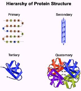 Strutture delle proteine Struttura primaria: sequenza degli aminoacidi Struttura secondaria: le proteine tendono ad assumere conformazioni locali particolari molto comuni, come α-eliche e foglietti-β