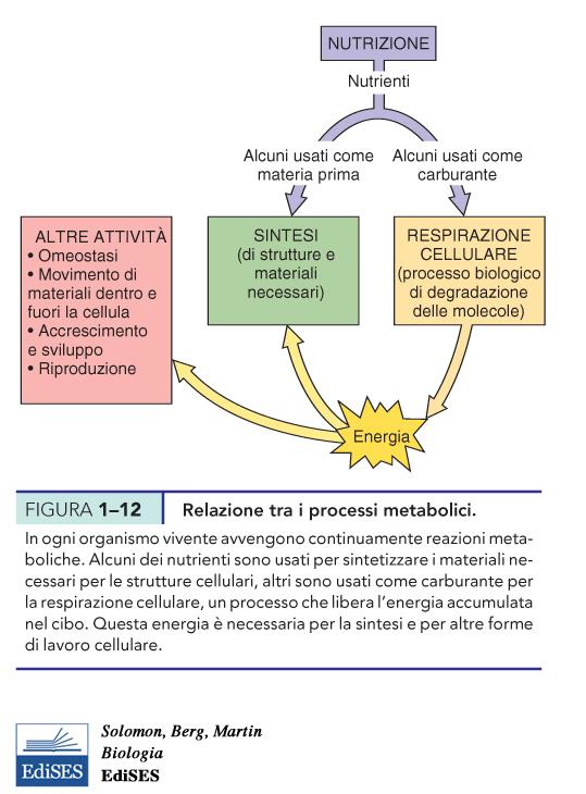 La vita richiede energia Il metabolismo richiede energia