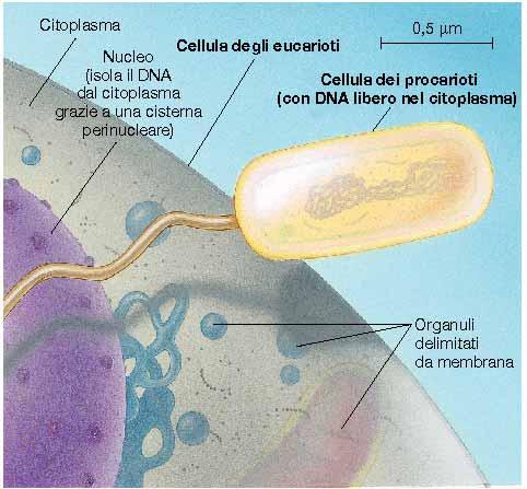 Classificazione dei viventi 3 domini Eubacteria Archea Eukarya 6