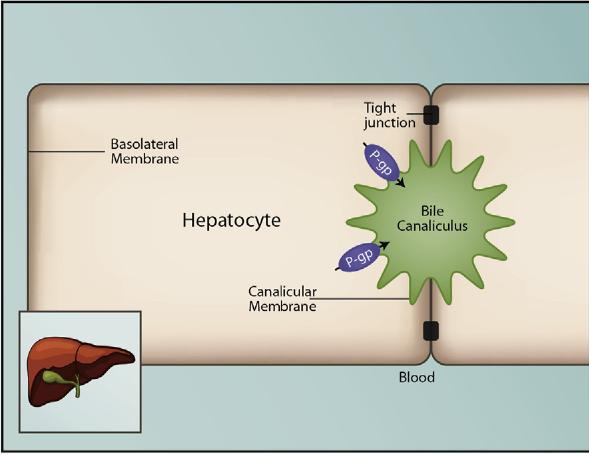 Permeability glycoprotein (P-gp) mediates the export of drugs from