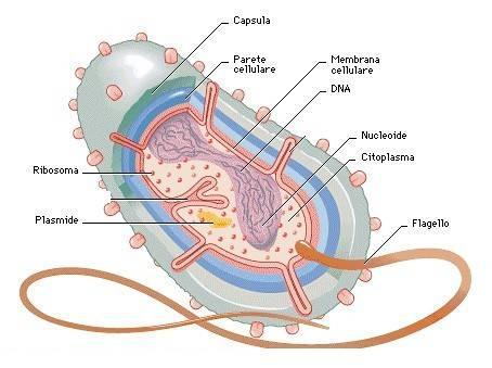 Cellula