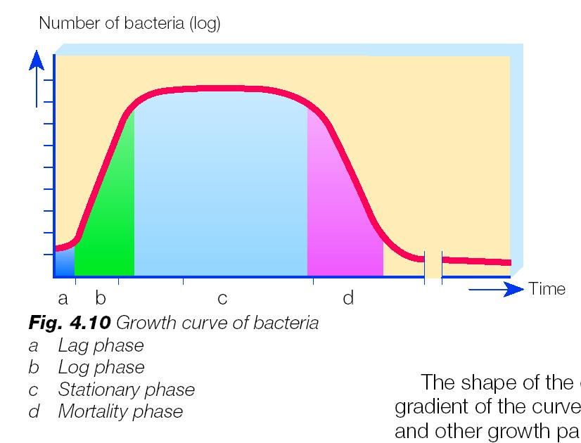 CURVA DI ACCRESCIMENTO DEI BATTERI (a) (b) (c) (d) fase di latenza fase