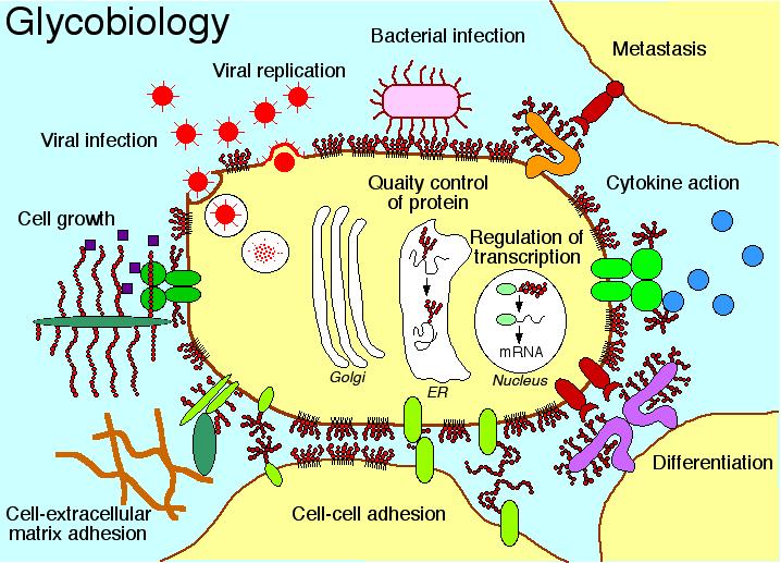 La glicosilazione è la più comune forma di modificazione GLICOPROTEINE subita dalle proteine e può essere co-traduzionale (N-glicoproteine) o post-traduzionale (O-glico-proteine).