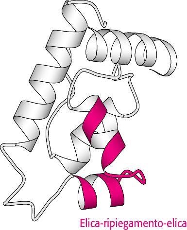 Esempi: Durante il processo di avvolgimento della catena polipeptidica