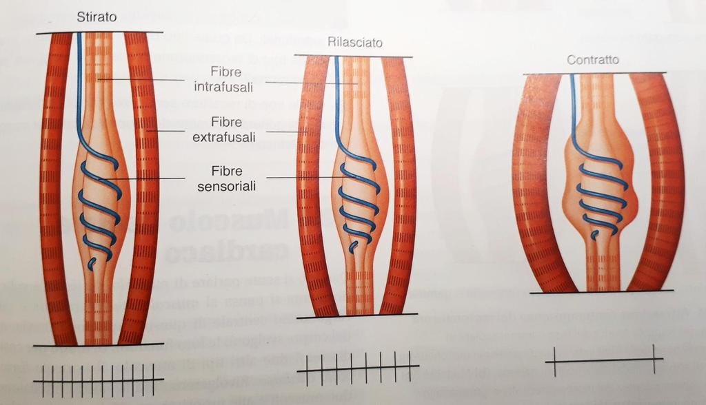 Fuso neuromuscolare Quando il muscolo viene stirato, lo sono anche le fibre intrafusali.