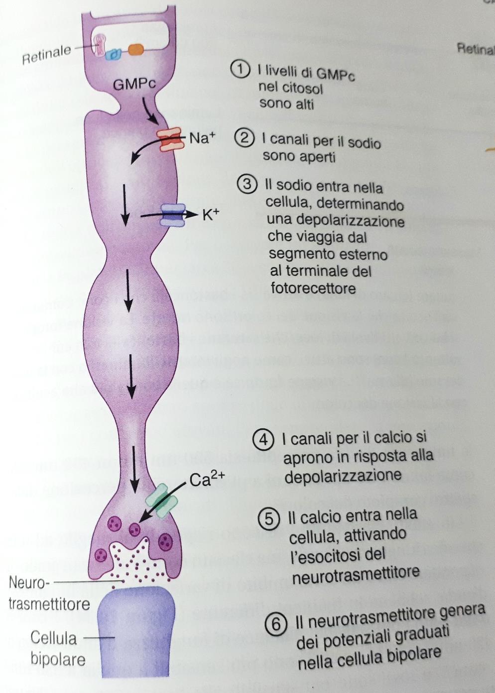 Fototrasduzione Stato del fotorecettore al buio L effetto complessivo è che il fotorecettore si trova depolarizzato ad un «potenziale di buio» di -40 mv.