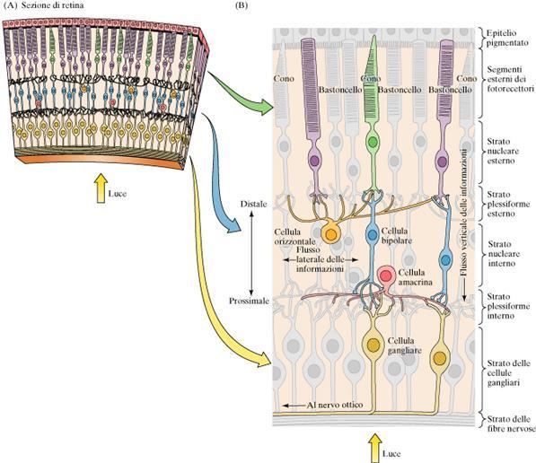 Cellule gangliari Le cellule gangliari sono le prime cellule del sistema visivo nelle quali si generano potenziali