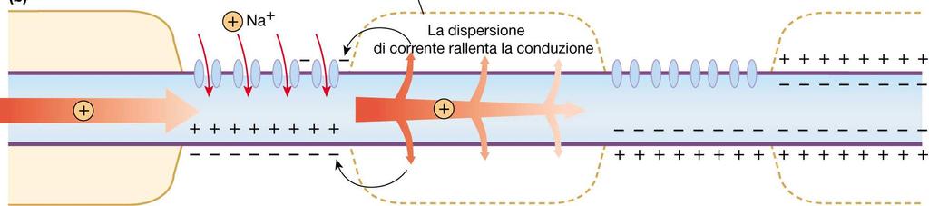 + La mielinizzazione consente: aumento della