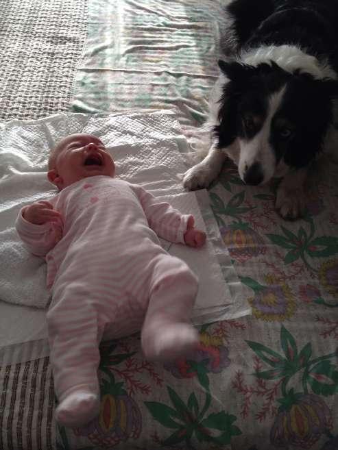 LA CONVIVENZA TRA ANIMALI E BAMBINI Ogni coppia che ha un cane ed aspetta un bambino può essere preoccupata da due elementi che riguardano la relazioni